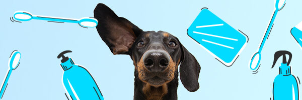 Higiena uszu psa – co powinieneś wiedzieć