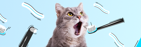 Higiena jamy ustnej kota - czy kotu myje się zęby__