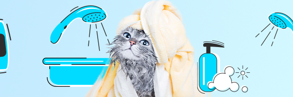 Czy kota się kąpie? Kiedy kąpiel jest potrzebna, jak ją przygotować i jakich kosmetyków użyć?
