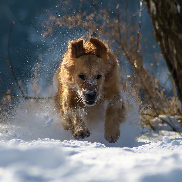 Ochrona łap psa zimą