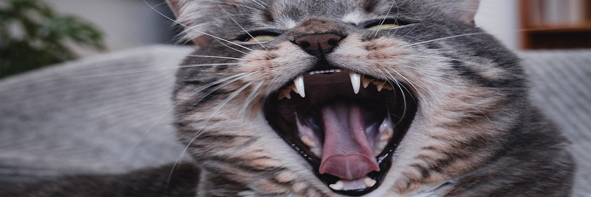 Higiena jamy ustnej kota - czy kotu myje się zęby?